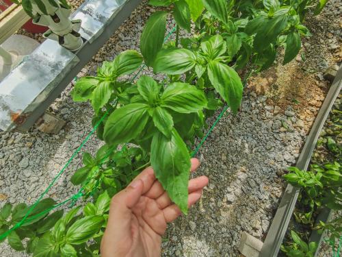 a person holding a green plant in a greenhouse at Halcyon Days @ Langkawi in Pantai Cenang