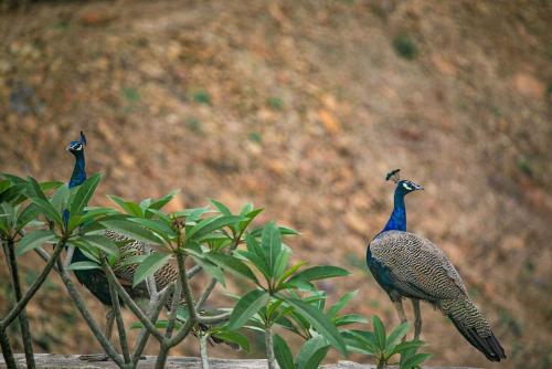 three peacocks standing on top of a plant at Open House by StayVista - Nestled in nature, featuring a Swimming pool & Expansive lawn for a serene retreat in Shikrapur