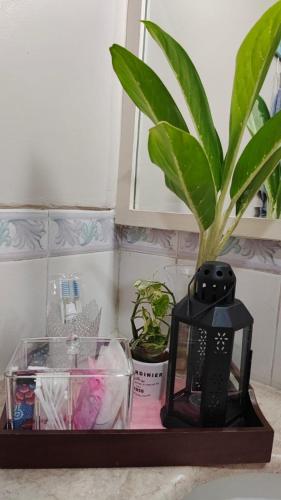 a potted plant sitting on top of a counter at The Sangtus Home in Babakan Madang