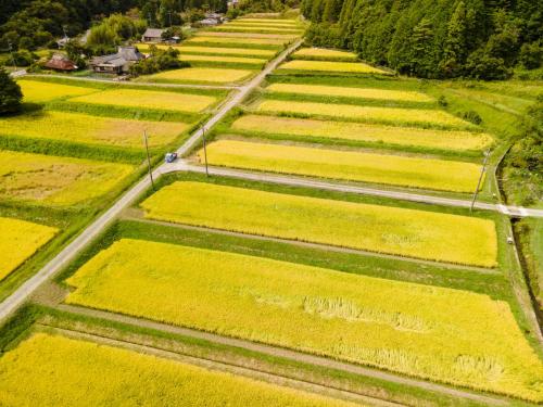 an aerial view of a field of yellow crops at OSAKA NOSE Farmer's Guest House　YASUDA FARM in Nose