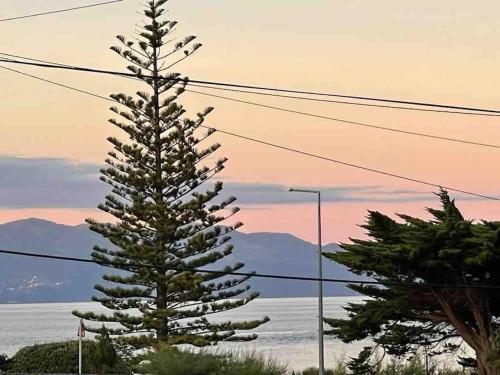 a tall tree with birds sitting on top of it at Casa da Esquila Ilha do Pico 1 in São Roque do Pico