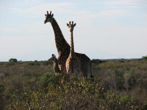 a group of giraffes standing in a field at Thali Thali Game Lodge in Langebaan