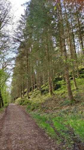 a dirt road in a wooded area with trees at Chez Rosé in Sainte-Cécile