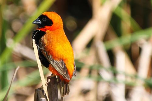 a red bird sitting on a wooden post at Thali Thali Game Lodge in Langebaan