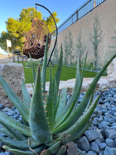 a succulentuanauanauanauanauanauanauanauanauanauanauanauanauana at Octavia Rooms in Korinthos