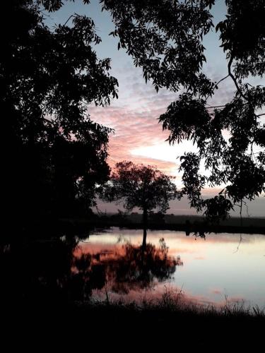 a tree in the middle of a body of water at Lentelus Guesthouse in George