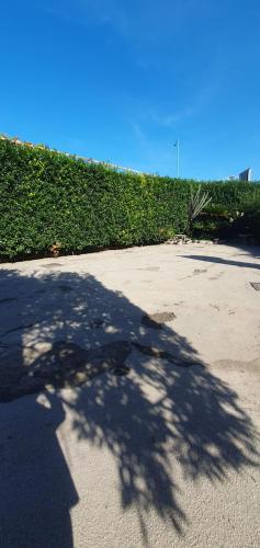 a shadow of a tree on a sidewalk at Hotel Daytona Palace in Casoria