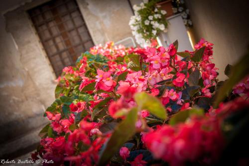a bunch of pink flowers in a pot at Torre della Botonta in Castel Ritaldi