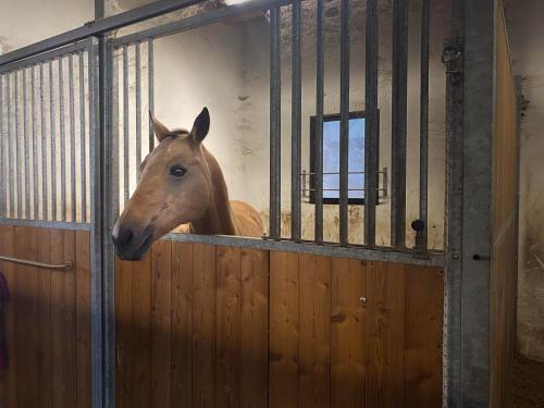 a horse sticking its head out of a stall at MASO CLENA in Balbido-rango