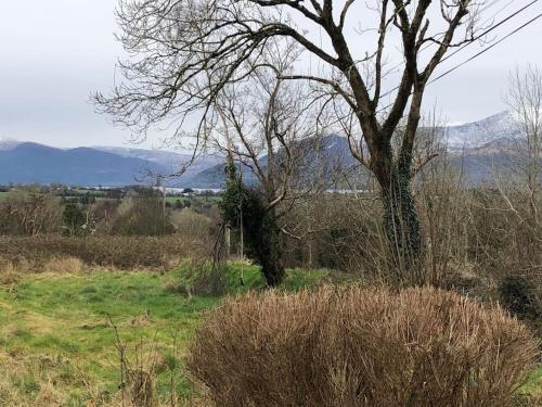 a tree in a field with mountains in the background at Charming 3-Bed Detached Cottage with Scenic Views in Killarney