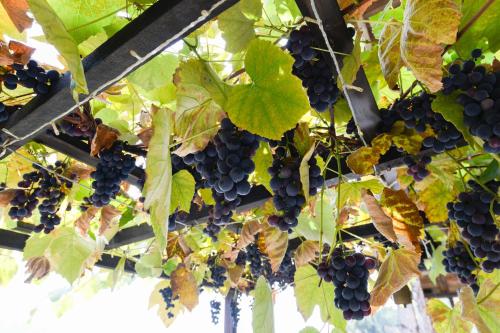 a bunch of grapes hanging from a tree at Chalet "Baita Cavacca" in Crone