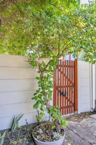 a tree in a pot in front of a fence at Blouberg Studio Apartments in Bloubergstrand