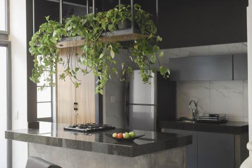a kitchen with a counter with plants on it at CASA LUMBA in Guadalajara