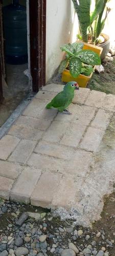 a green bird is standing on a brick sidewalk at CASA DE ALOJAMIENTO PRIVADA 