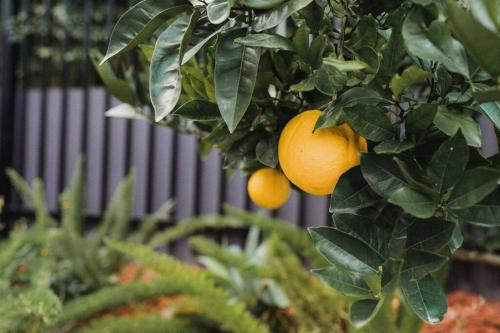a bunch of oranges hanging from a tree at 11 East Gosford Luxury Waterfront House with Private Wharf in Gosford