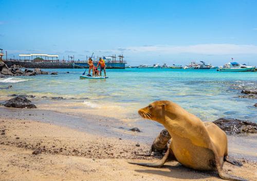 a sea lion sitting on the beach with people in the water at La Zayapa Hotel in Puerto Baquerizo Moreno