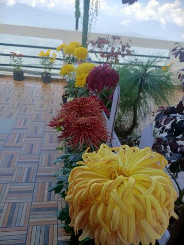 Фотография из галереи The Sunset Nest offbeat Homestay в Дарджилинге