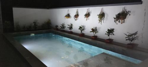 ein Pool mit Topfpflanzen an der Wand in der Unterkunft Studio indépendant villa in Antsiakambony
