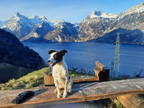 a dog sitting on a bench with a view of mountains at Panorama Jurte über dem Uri-See B in Sisikon
