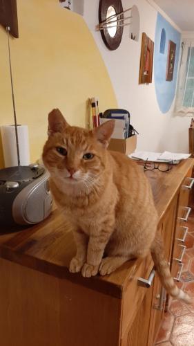 an orange cat sitting on top of a counter at Panorama Jurte über dem Uri-See B in Sisikon