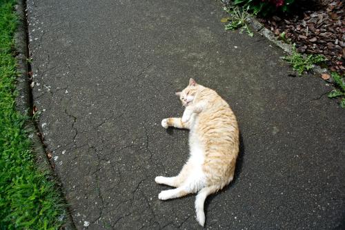 an orange and white cat laying on a sidewalk at B&B Au Coq en Pate in Jalhay