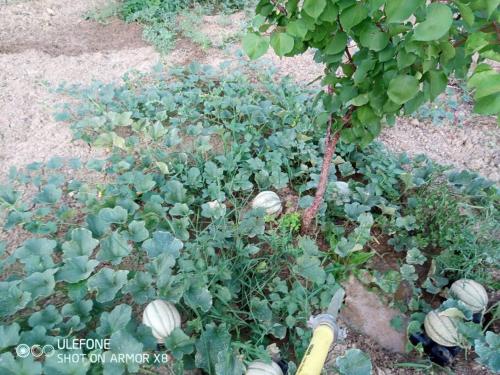 a garden with a plant with pumpkins and a tree at Agriturismo a Canonica in Garlenda