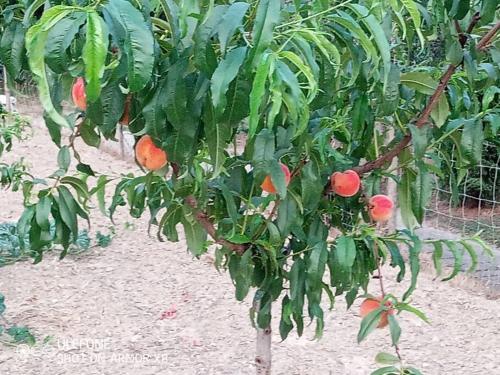 a tree with lots of oranges growing on it at Agriturismo a Canonica in Garlenda