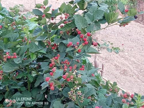 a plant with red berries on it in a garden at Agriturismo a Canonica in Garlenda