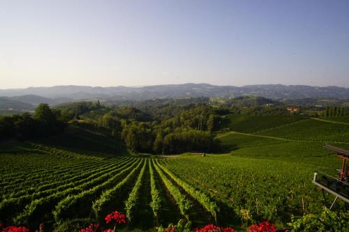 a vineyard in the middle of a green field at Mahorko Wein Wellness Wasserbüffel in Glanz an der Weinstraße 