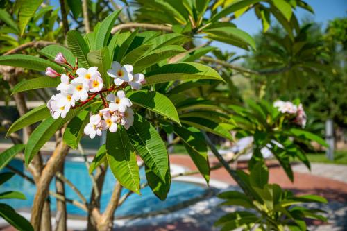 a tree with white flowers and green leaves at Villa Rita Taormina in Taormina
