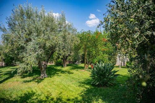 a group of trees in a field with grass at Villa Rita Taormina in Taormina