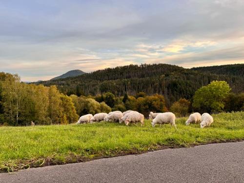 a herd of sheep grazing in a grassy field at Resort Mezná in Hřensko