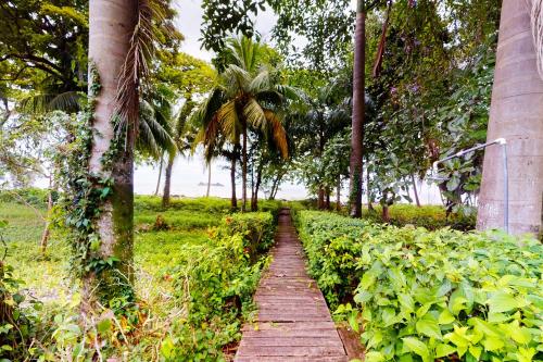 a wooden path through a field with palm trees at Casa Beluga in Uvita