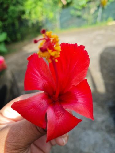 a person holding a red flower in their hand at Madininappart in Sainte-Luce