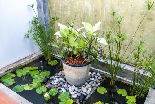 a plant in a pot in a pond with lilies at Luxurious Residence Rawai in Phuket Town