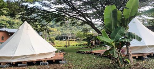 a couple of tents in a field with a tree at Umarin Glamping Resort in Ban Huai Sok Noi