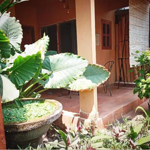 a plant with large green leaves in a garden at Little Elephant Cottage in Gili Trawangan