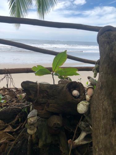 a tree branch with a plant growing out of it on a beach at El Marabu Chill'n Surf in Aposentillo
