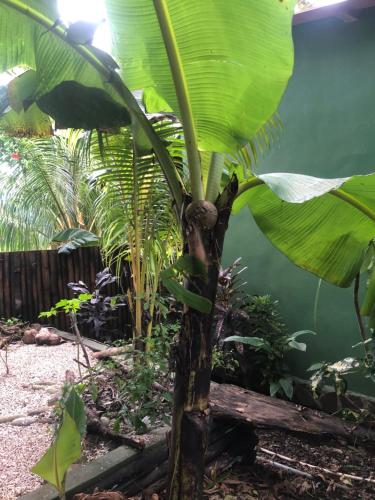 a banana tree with a large green leaf at El Marabu Chill'n Surf in Aposentillo