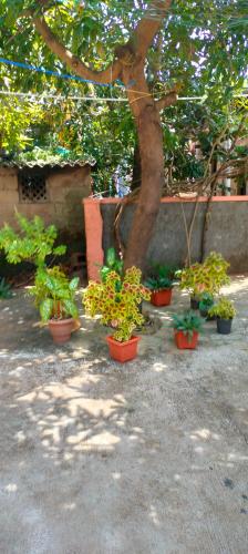 a group of potted plants sitting around a tree at Beach Side homestay in Mangalore