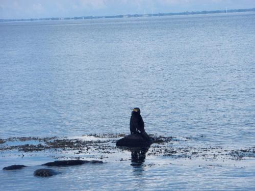 a bird sitting on a rock in the water at Ferienhaus Urlaub am Meer in Maasholm-Bad