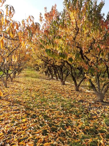 Taman di luar aux pieds des vignes chambre classée 2clefs