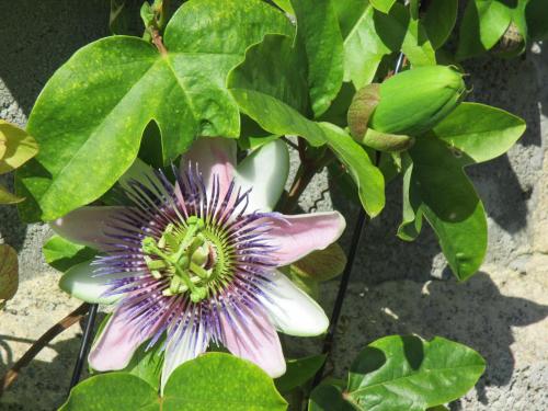 a purple and white flower on a plant with leaves at Apartamentos rurales la Aguilera in Oviñana
