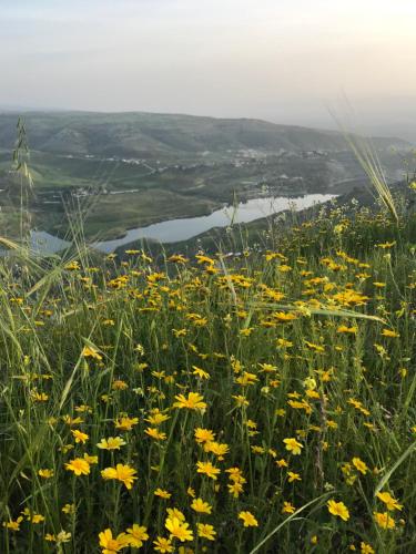 un campo de flores amarillas al lado de una colina en Beit Philodemus en Umm Qays