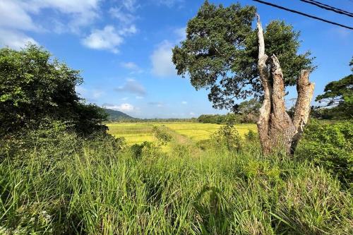 a tree in the middle of a field at The River House Dambulla by The Serendipity Collection in Dambulla