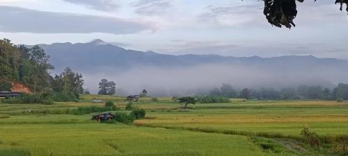 a field of green grass with a mountain in the background at Kaewma farmstay in Ban Khuang Kom