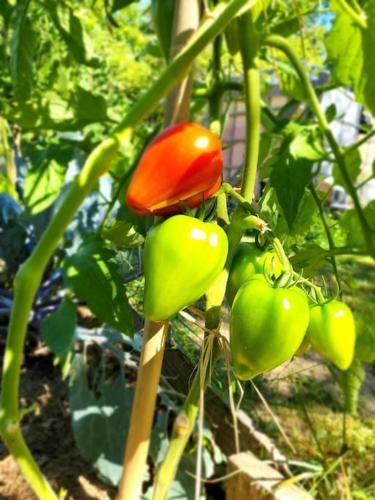 a group of green peppers growing on a plant at Etape à la campagne in Issoudun-Létrieix