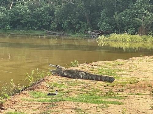 a crocodile laying on the side of a body of water at Peacock Riverside Eco Lodge in Udawalawe