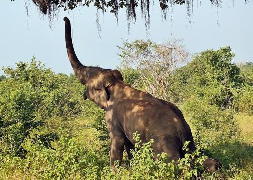an elephant standing in the grass with its tail in the air at Peacock Riverside Eco Lodge in Udawalawe