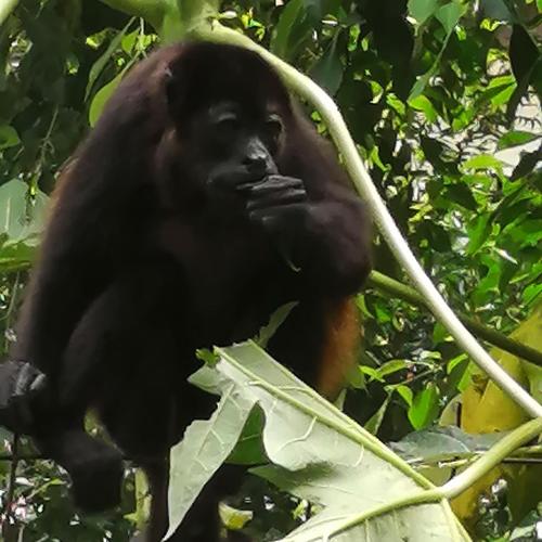 Binatang di vila ini atau berdekatan